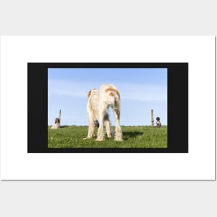 Italian Spinone dog training in progress Posters and Art